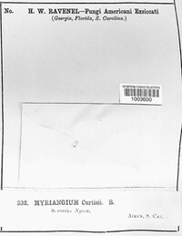Myriangium curtisii image